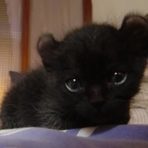 Meet your Posher, Chingyi